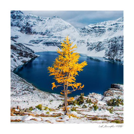 Lake Macarthur - Pretty Little Print