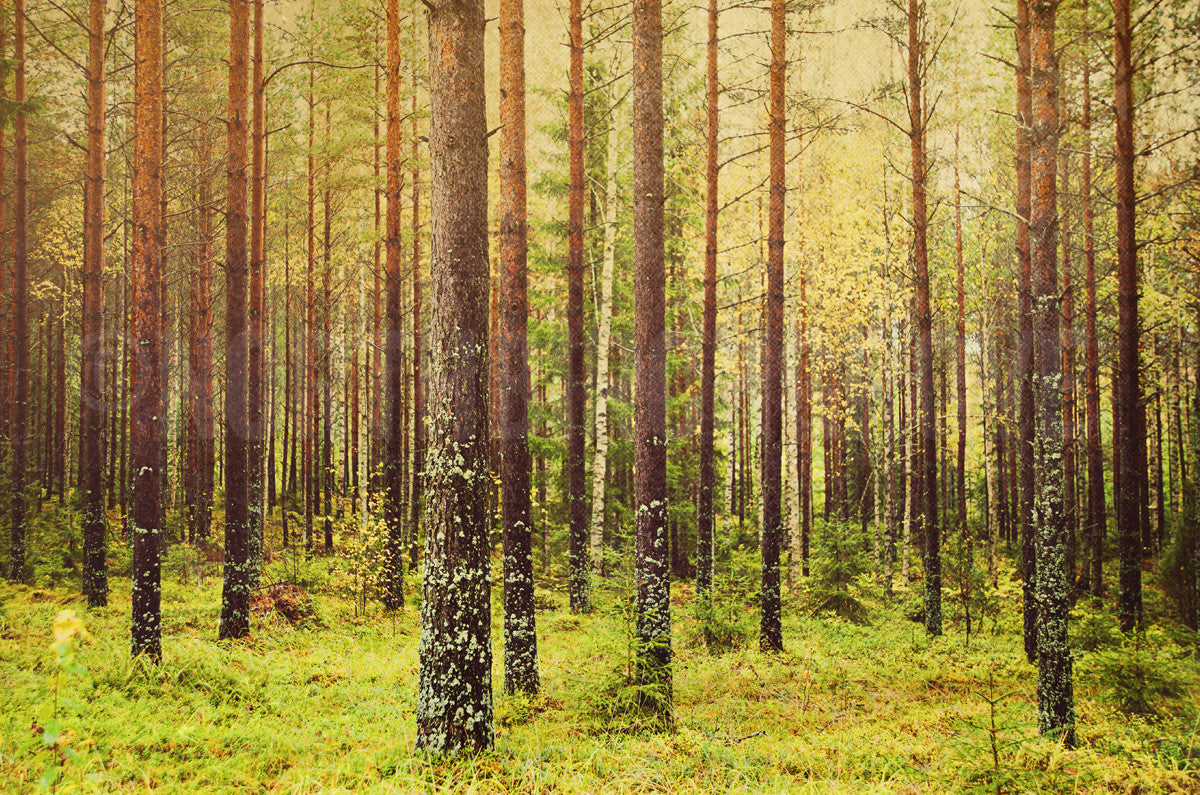 Forest (metsä) in Finland Limited Edition Archival Fine Art Chromogenic Print