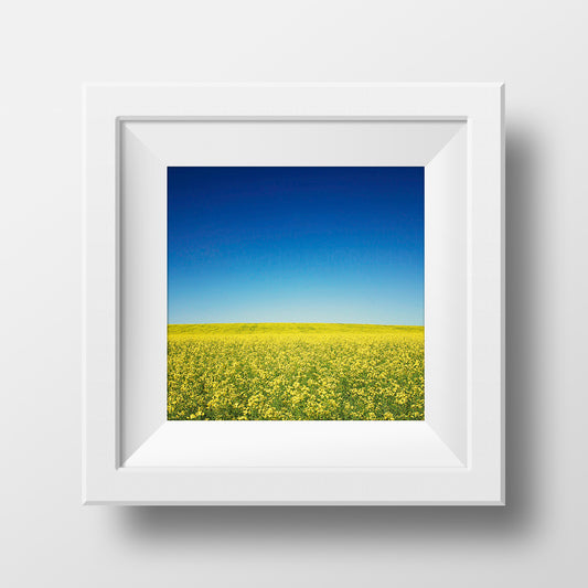 Canola Field in Alberta <br>Archival Fine Art Chromogenic Print