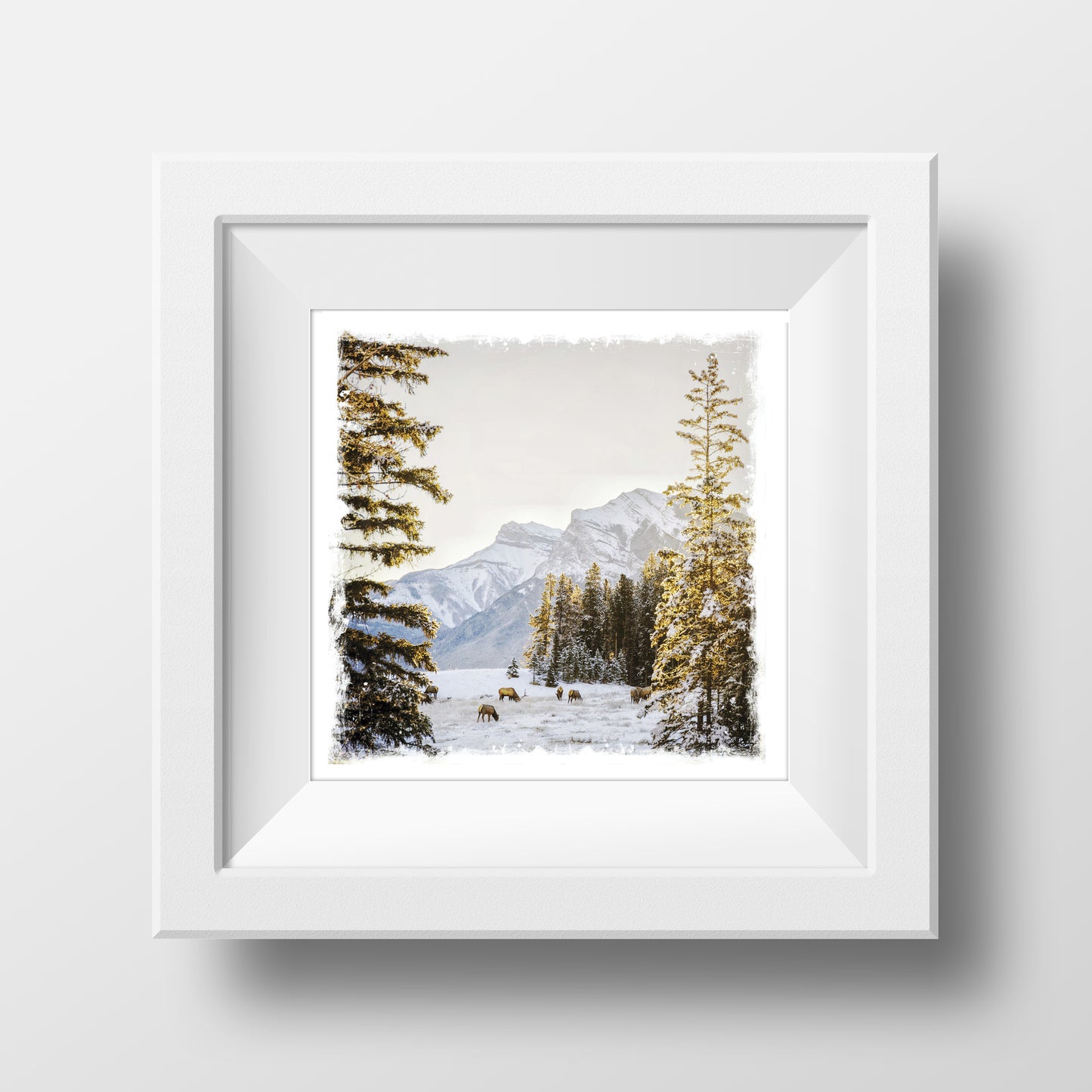VENTA Impresión de Bellas Artes 5x5"<br> Canmore invierno amanecer<br> Acabado metálico