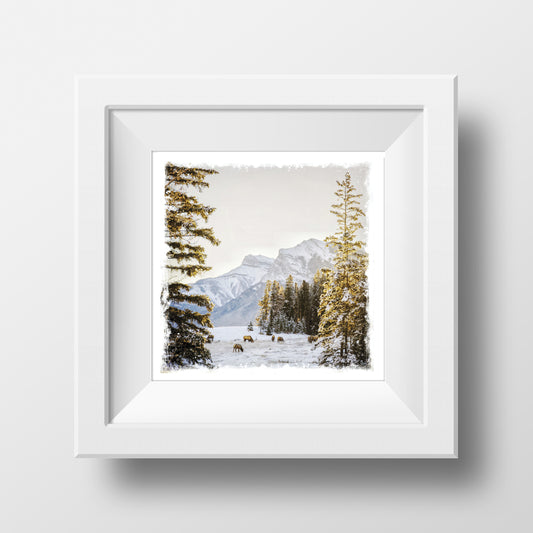 VENTA Impresión de Bellas Artes 5x5"<br> Canmore invierno amanecer<br> Acabado metálico