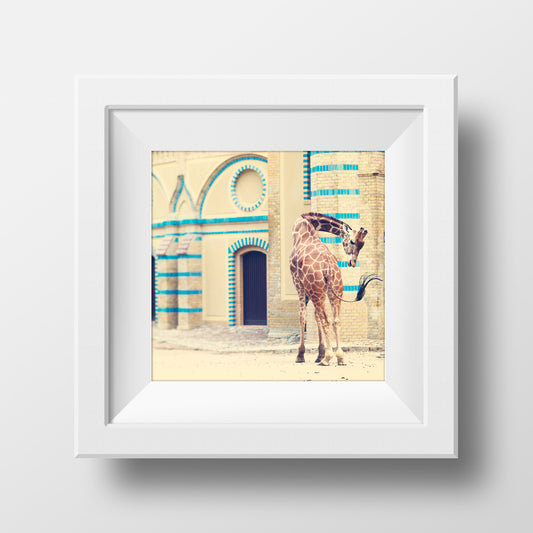 Giraffe at the Historic Berlin Zoo <br> Archival Fine Art Chromogenic Print