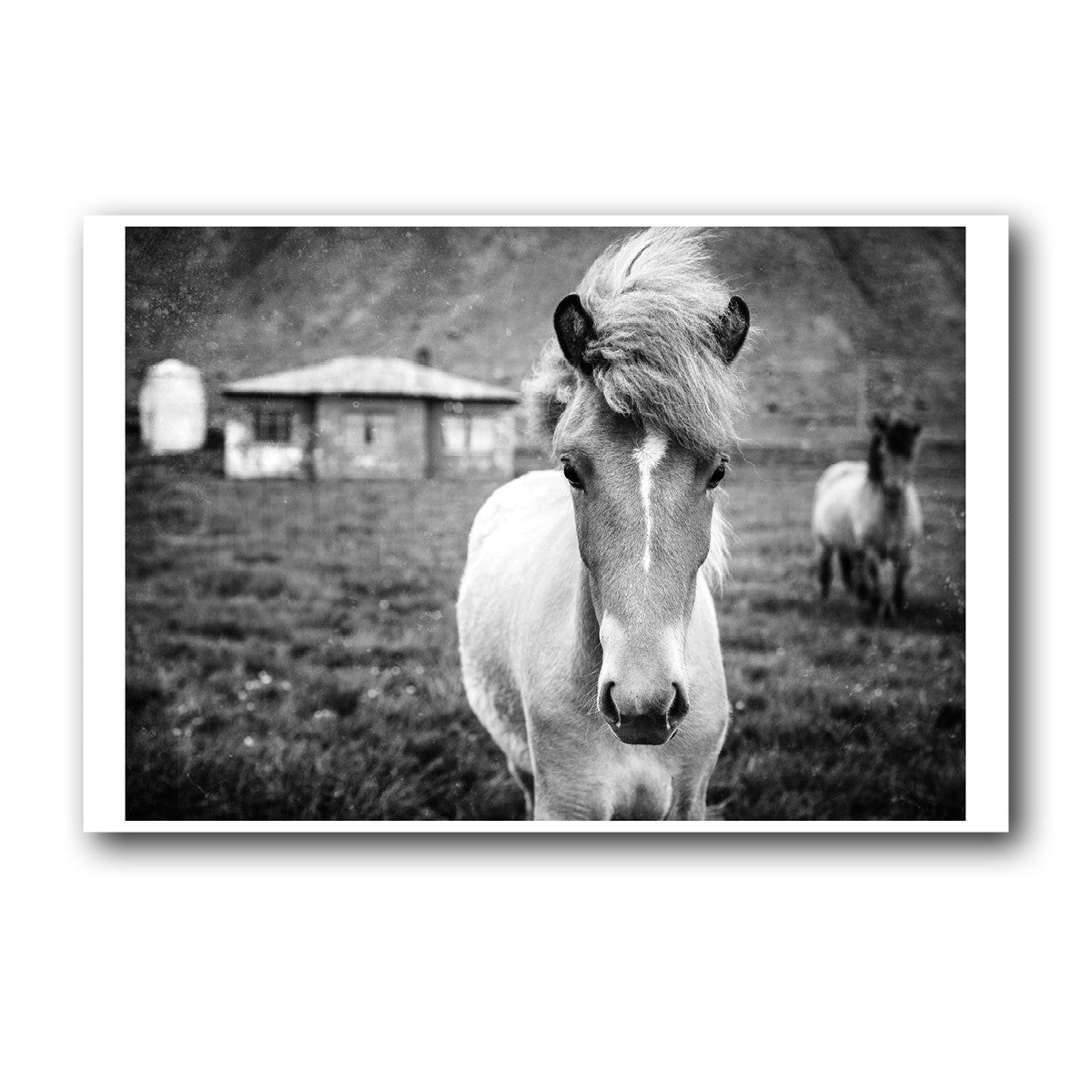 Kuva Collection<br> Icelandic Colt<br> Near Breiðdalsvík Iceland<br>Limited Release Archival B+W Print