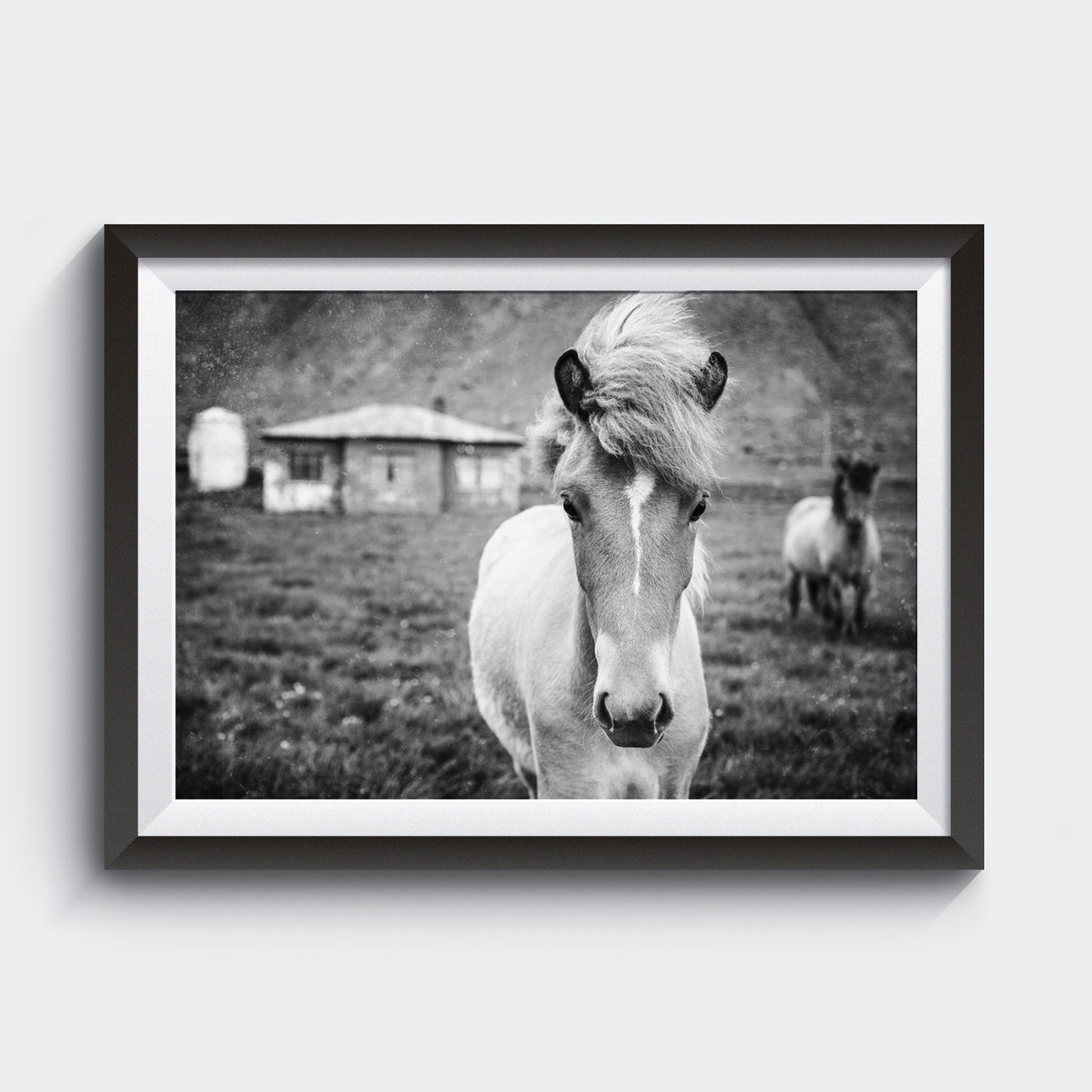 Kuva Collection<br> Icelandic Colt<br> Near Breiðdalsvík Iceland<br>Limited Release Archival B+W Print