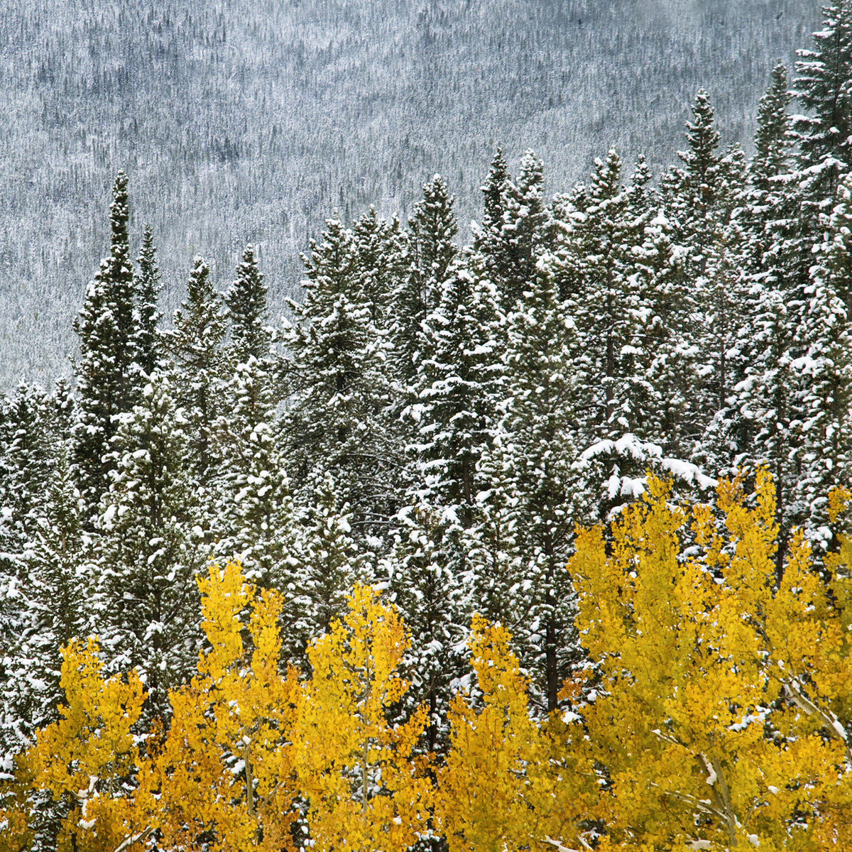 Snowdusted Aspens in Kananaskis Alberta <br>Archival Fine Art Chromogenic Print