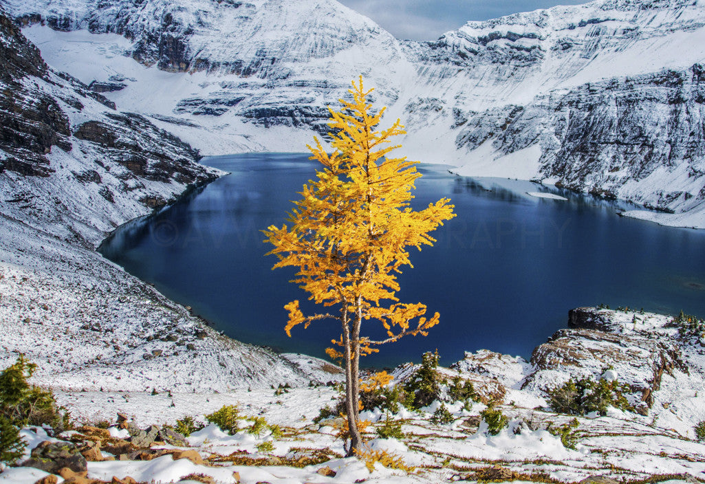 Lone Larch in Autumn<br> Yoho National Park Canada<br>Archival Fine Art Chromogenic Print