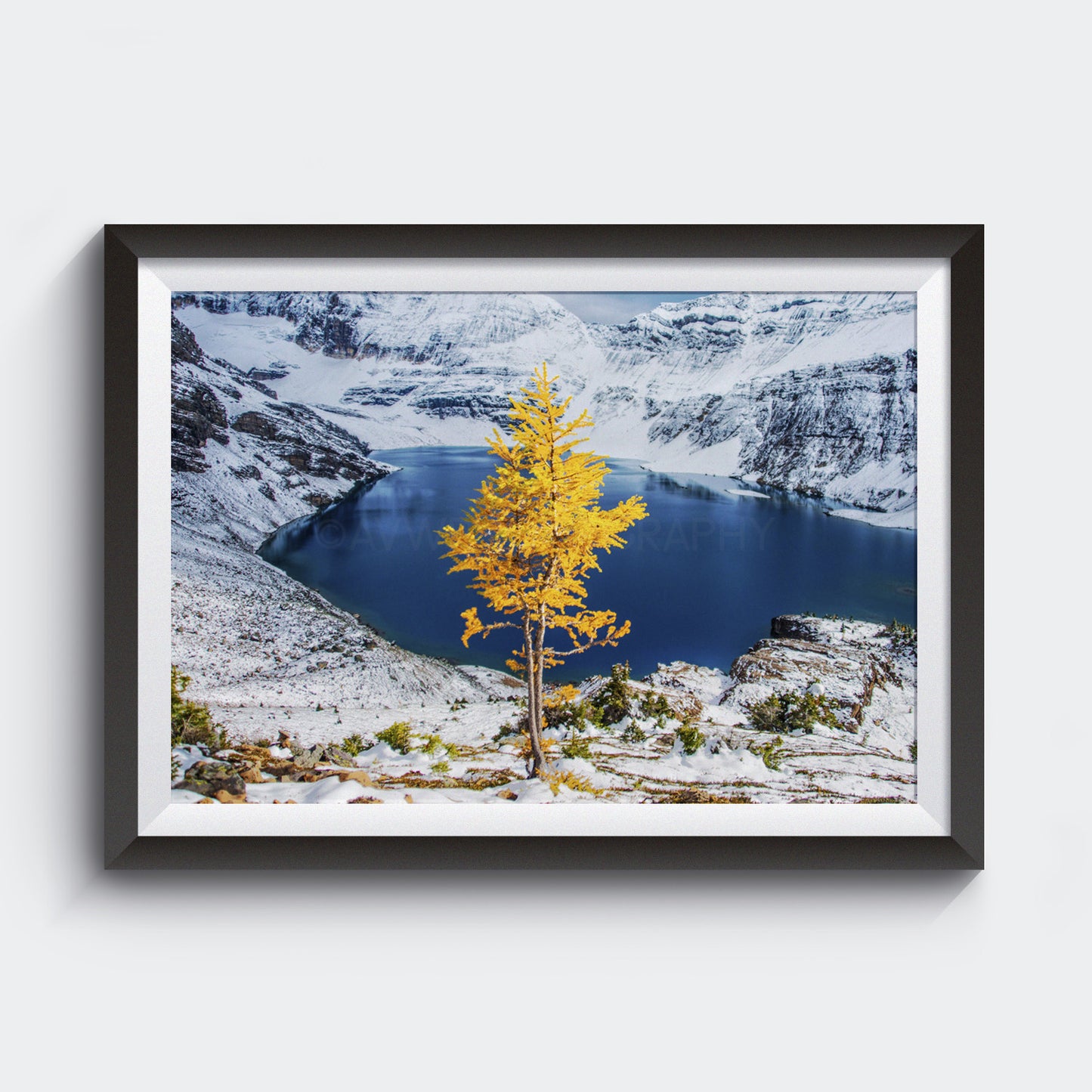 Lone Larch in Autumn<br> Yoho National Park Canada<br>Archival Fine Art Chromogenic Print