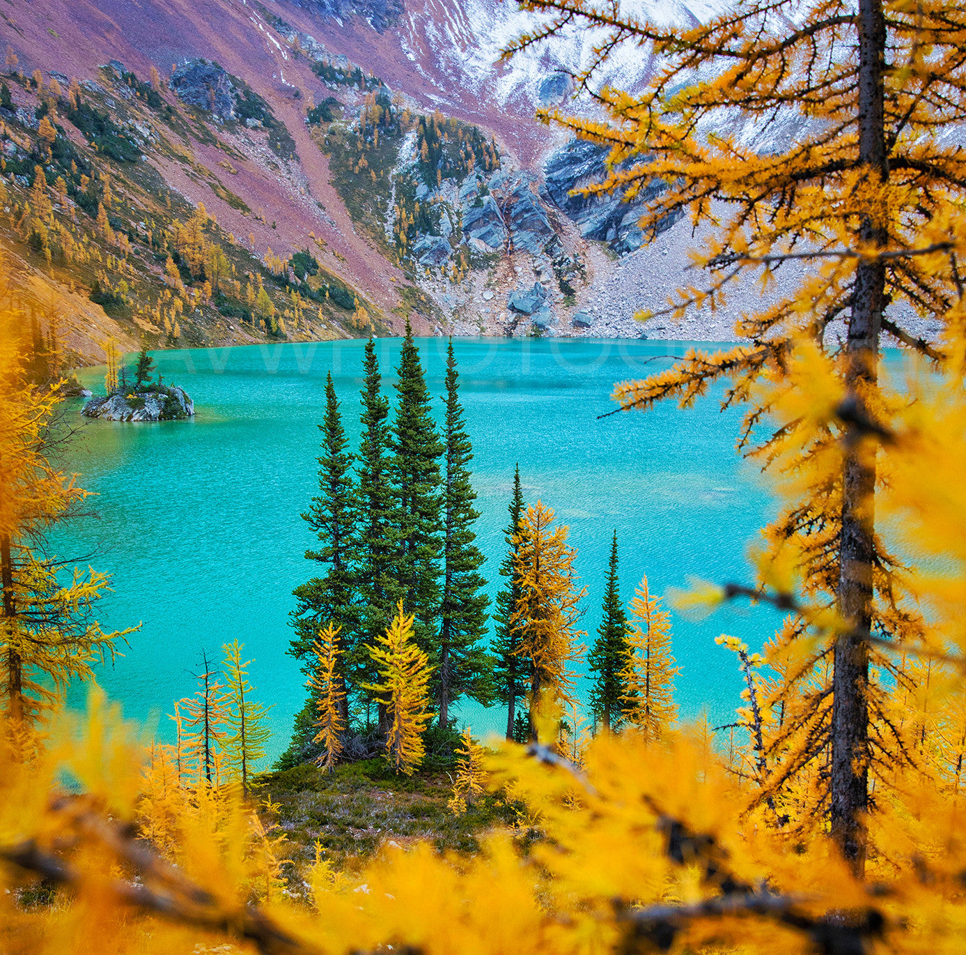 Alerces de otoño<br> Columbia Británica Canadá<br> Impresión cromogénica de bellas artes de archivo
