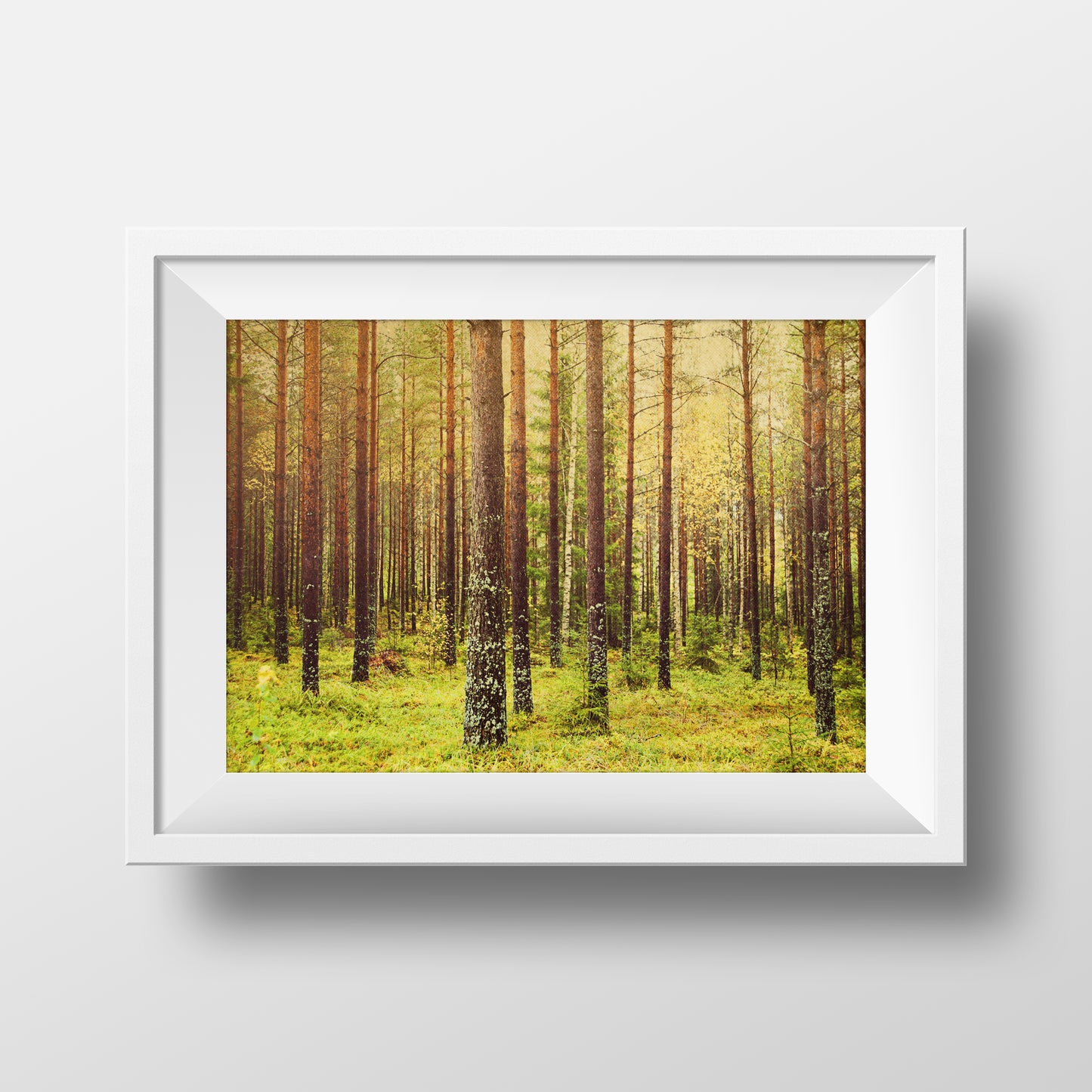 Forest (metsä) in Finland Limited Edition Archival Fine Art Chromogenic Print