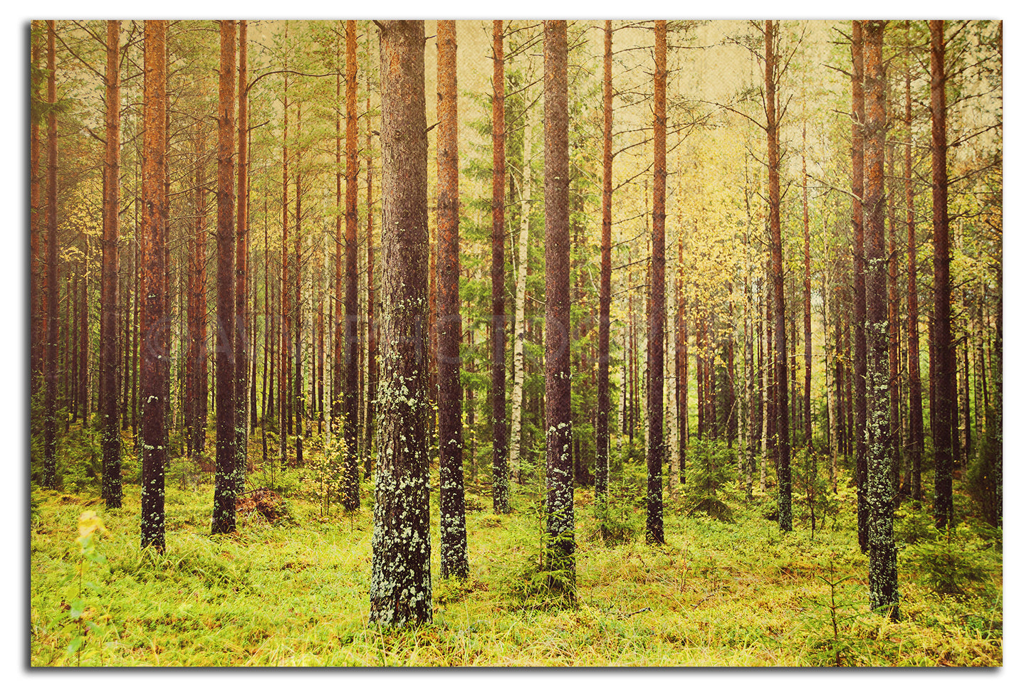 Forest (metsä) in Finland Limited Edition Archival Fine Art Chromogenic Print