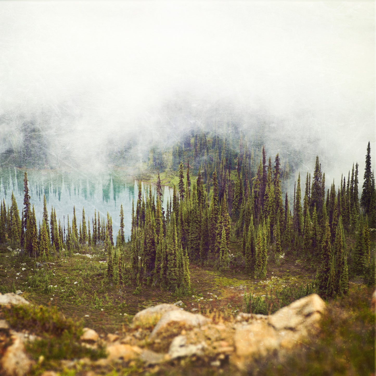 Sub Alpine Fir + Tarns <br> Mt Sale BC <br>Archival Fine Art Chromogenic Print