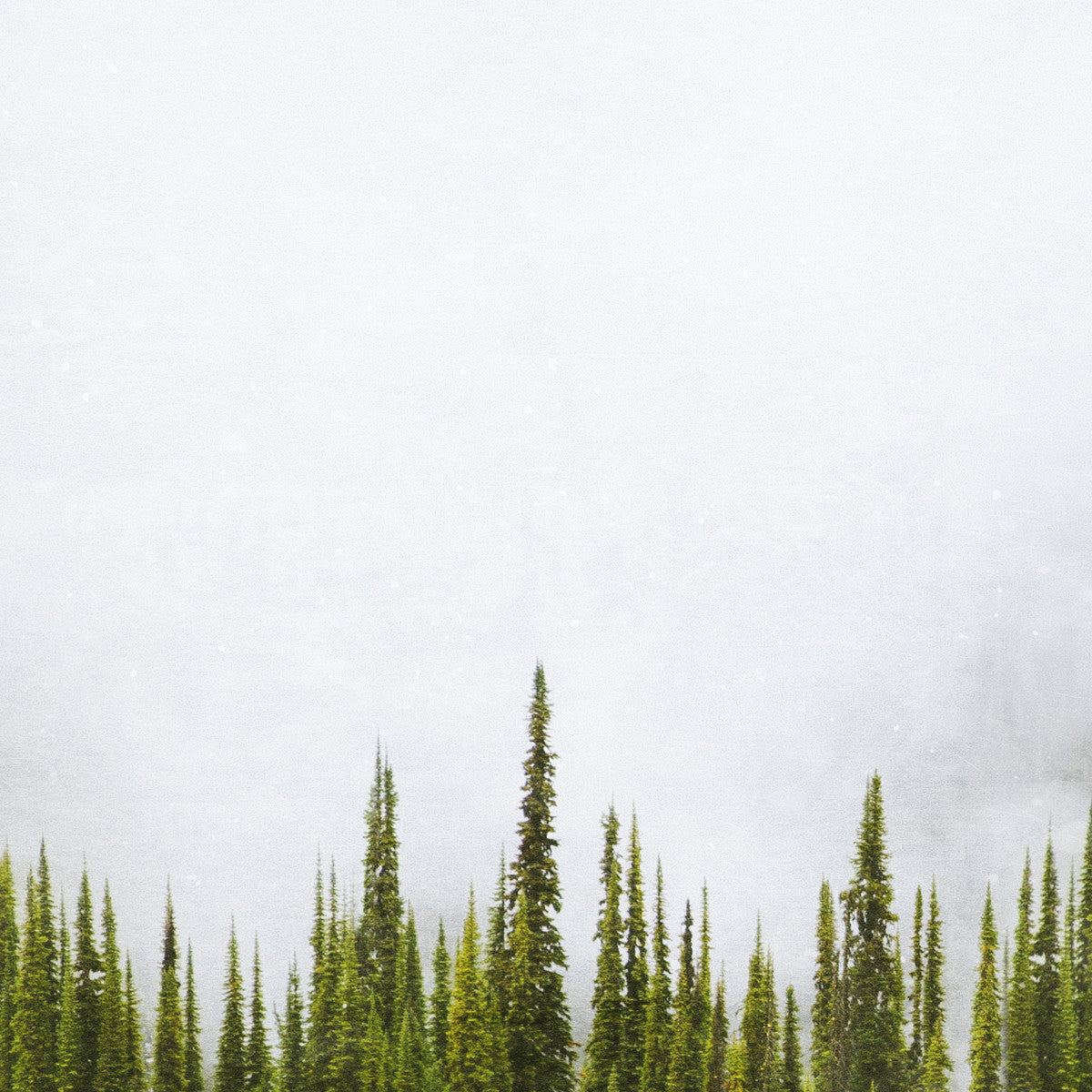 Sub Alpine Fir + Fog <br> Mt Sale BC <br>Archival Fine Art Chromogenic Print