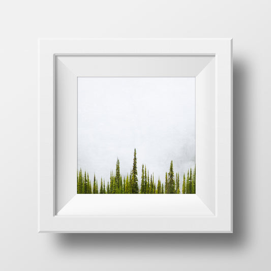 Sub Alpine Fir + Fog <br> Mt Sale BC <br>Archival Fine Art Chromogenic Print