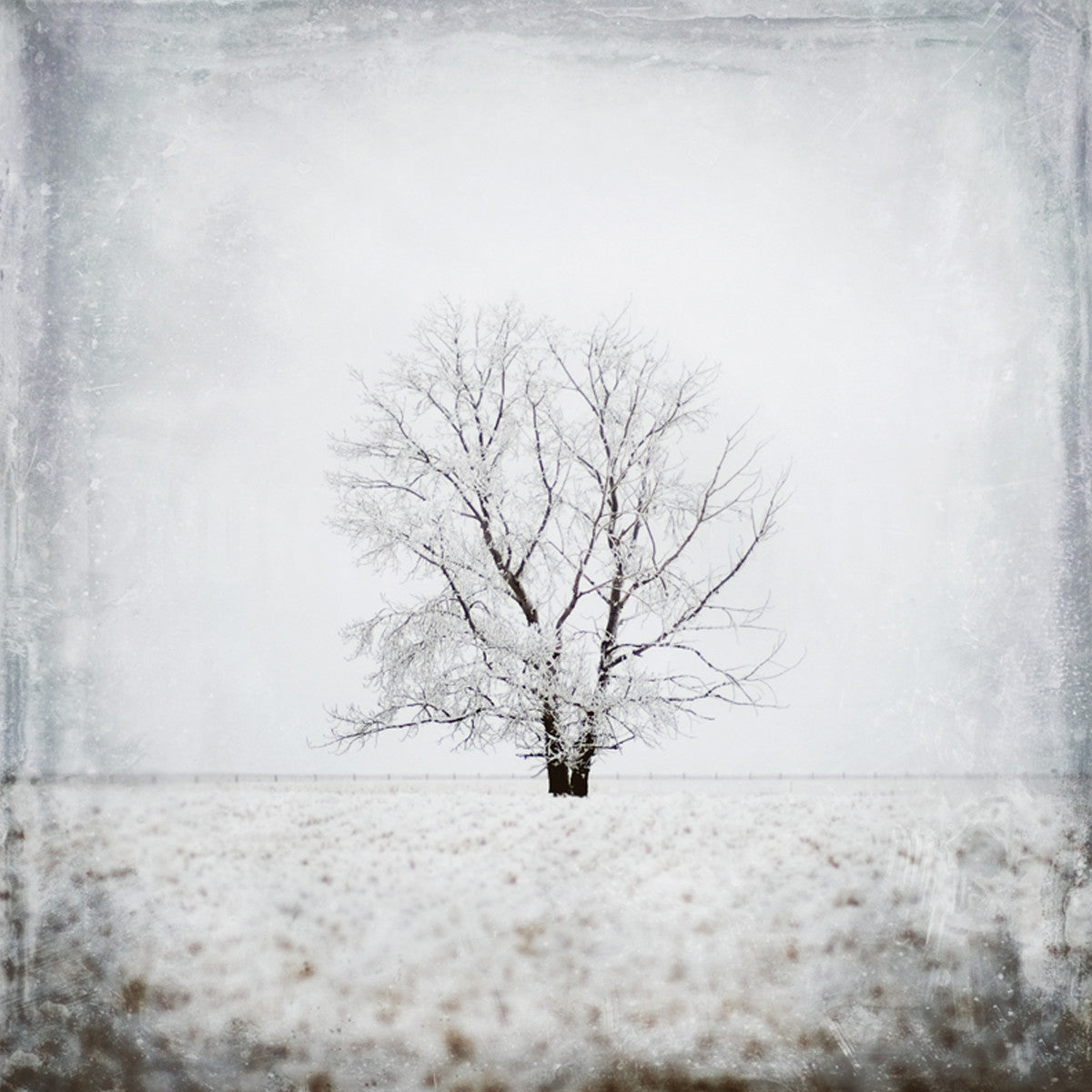 Lone Tree No. 1 <br>Vulcan County Alta<br>Archival Fine Art Chromogenic Print