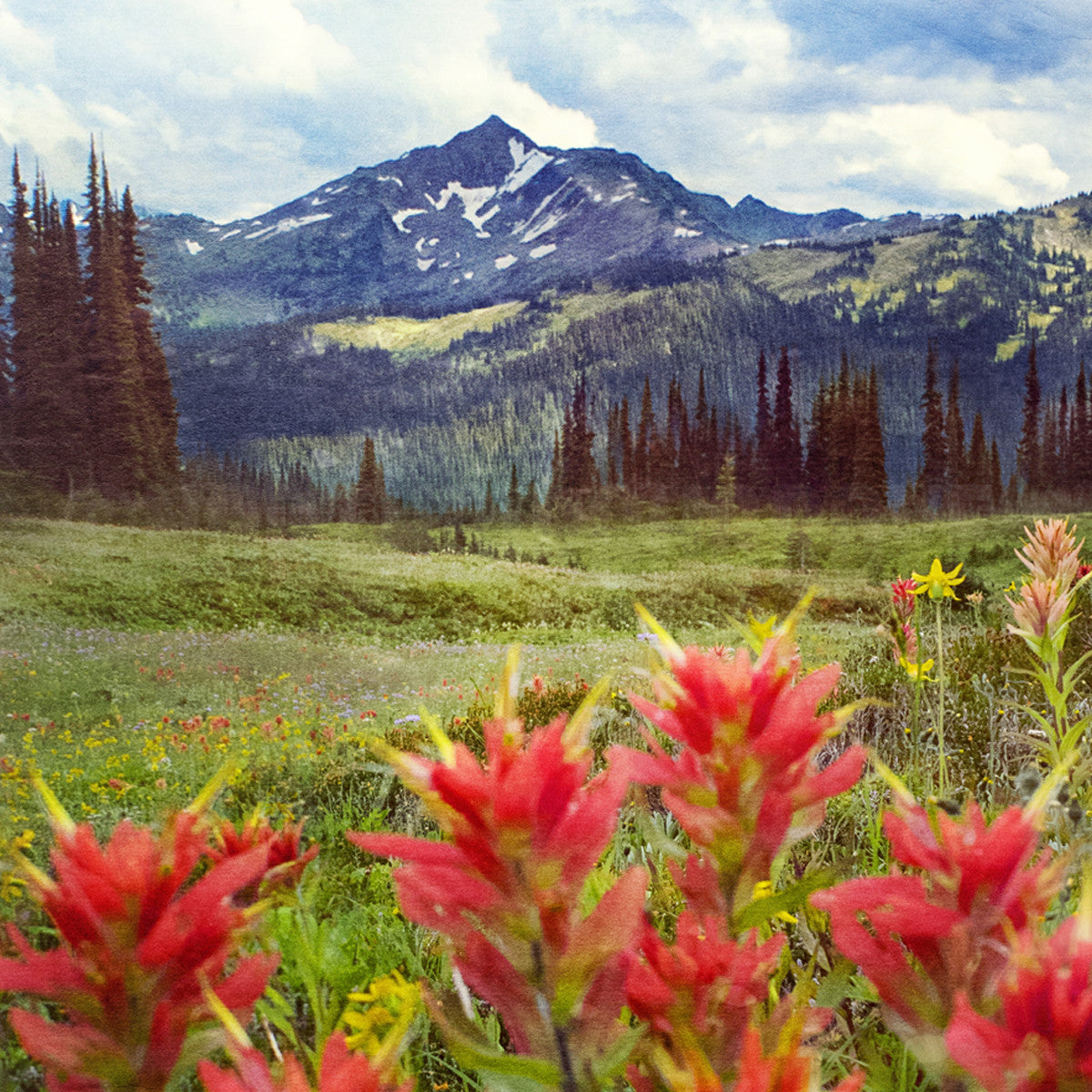 Paintbrushes + Meadows <br>Wildflowers in B.C<br>Archival Fine Art Chromogenic Print