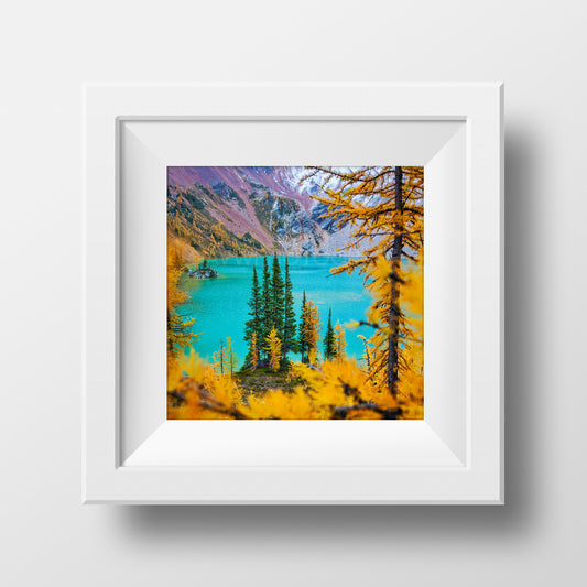 Alerces de otoño<br> Columbia Británica Canadá<br> Impresión cromogénica de bellas artes de archivo