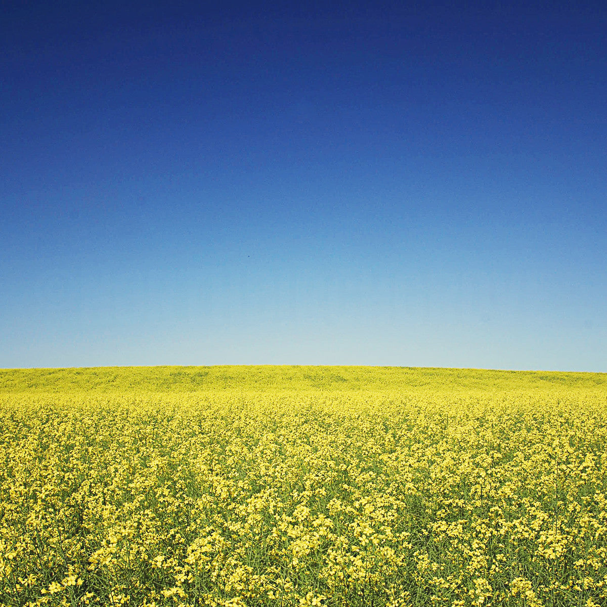 Campo de canola en Alberta<br> Impresión cromogénica de bellas artes de archivo