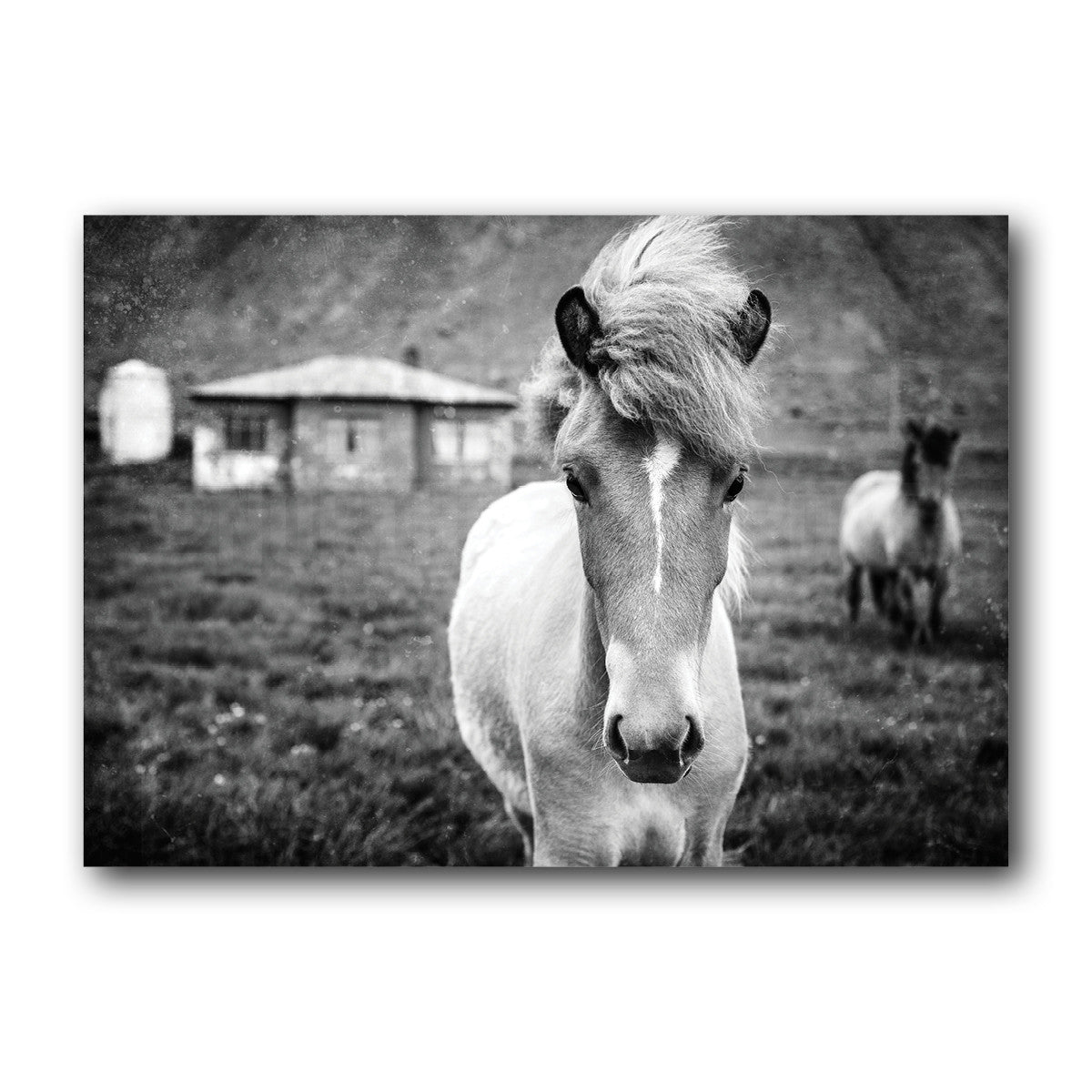 Colección Kuva<br> potro islandés<br> Cerca de Breiðdalsvík Islandia<br> Impresión en blanco y negro de archivo de lanzamiento limitado