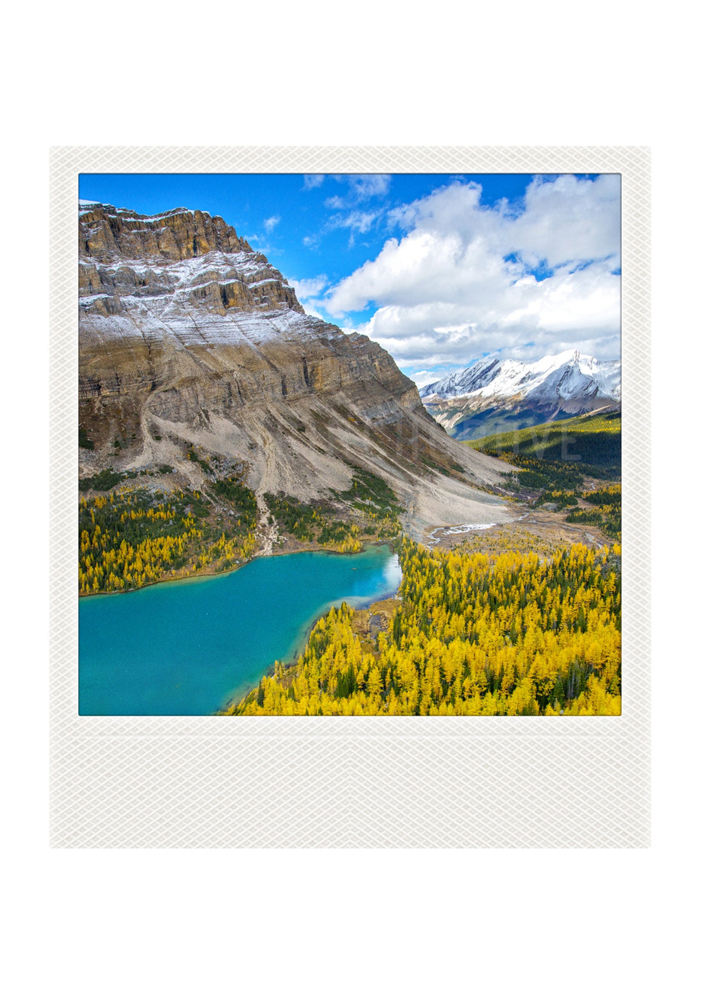 Imán Polaroid metálico<br> Alerces en el Parque Nacional Banff<br> Lagos Skoki
