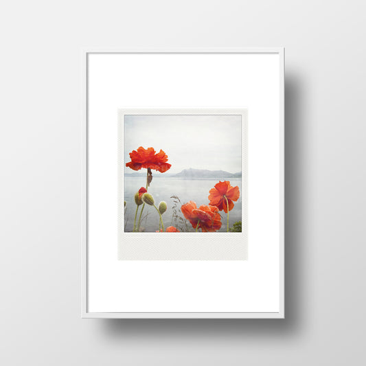 AUTORIZACIÓN<br> Imán Polaroid metálico<br> Amapolas a lo largo del océano