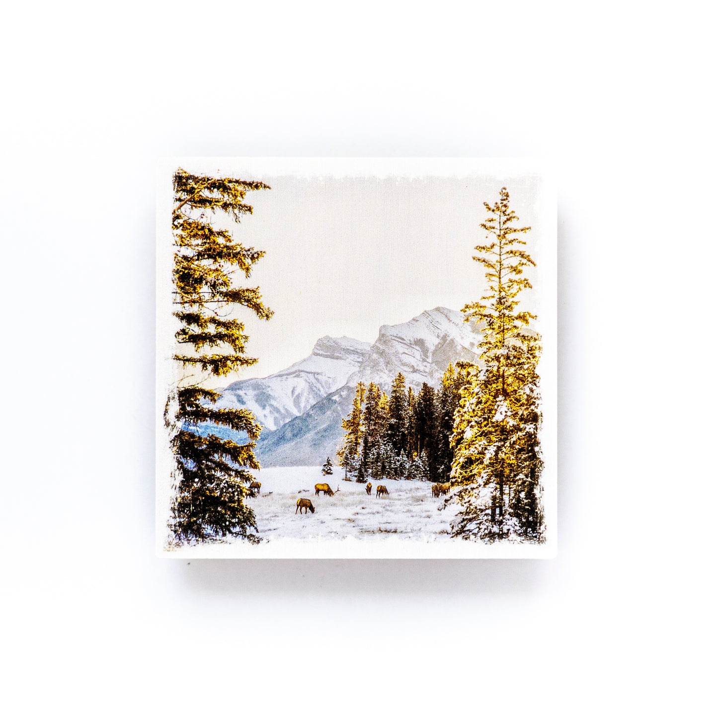 Posavasos con fotografía de madera de abedul de las Montañas Rocosas canadienses de Sunrise y Elk Canmore