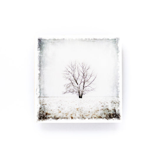 Posavasos con fotografía de madera de abedul Estudio de árboles de invierno n.º 1